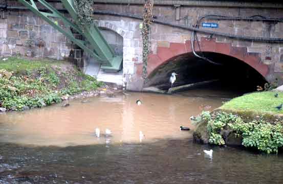 Reiher am Mirker Bach im Oktober 2002