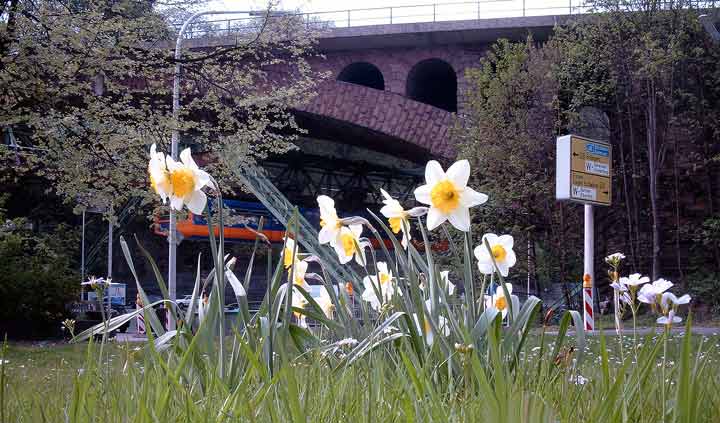 Osterglocken vor der Eisenbahnbr&uuml;cke an der Station Zoo / Stadion am 20. April 2003